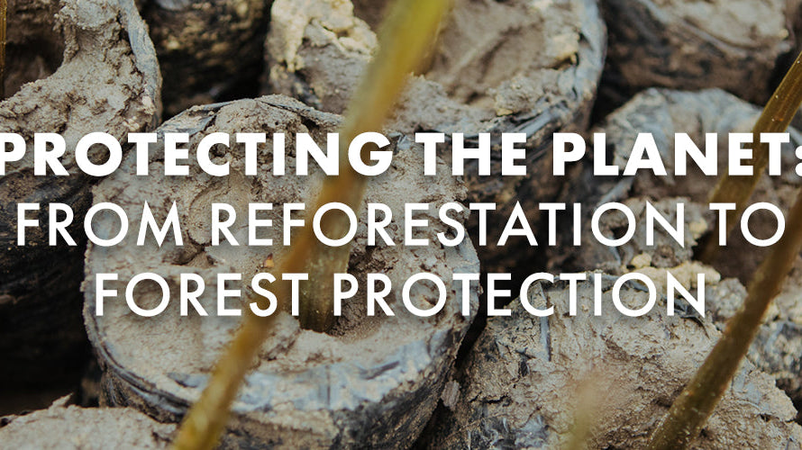 Protecting the Planet: From Reforestation to Forest Protection
