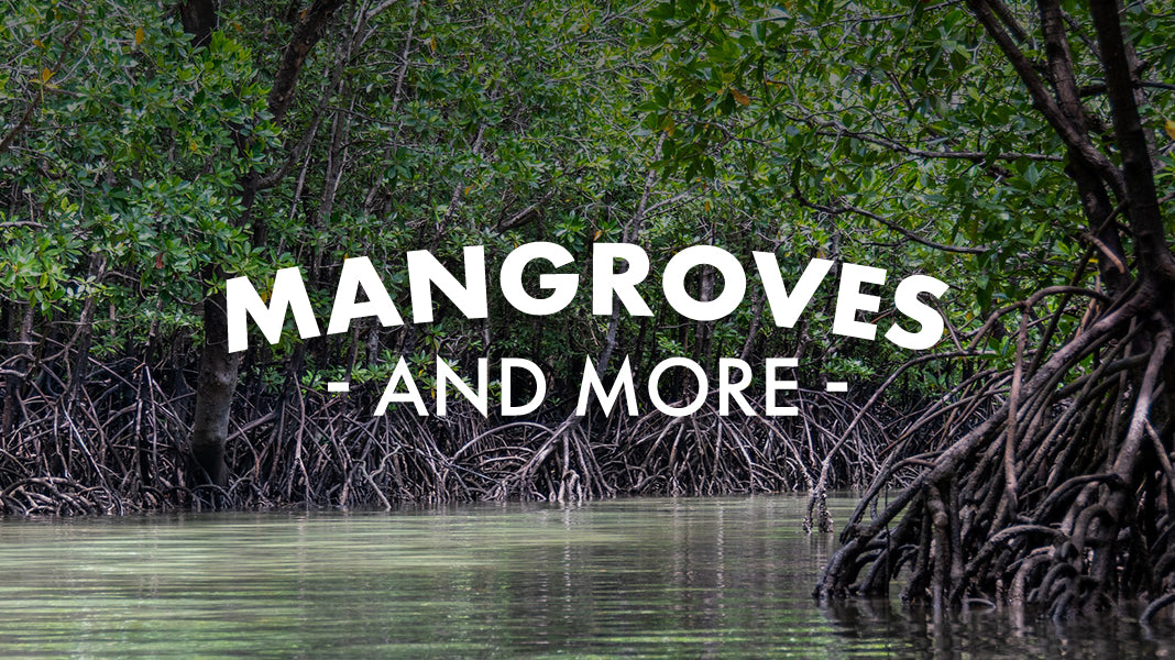 Mangroves and More