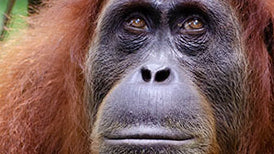 Tree tents and orangutans: Tentsile's going to Sumatra!