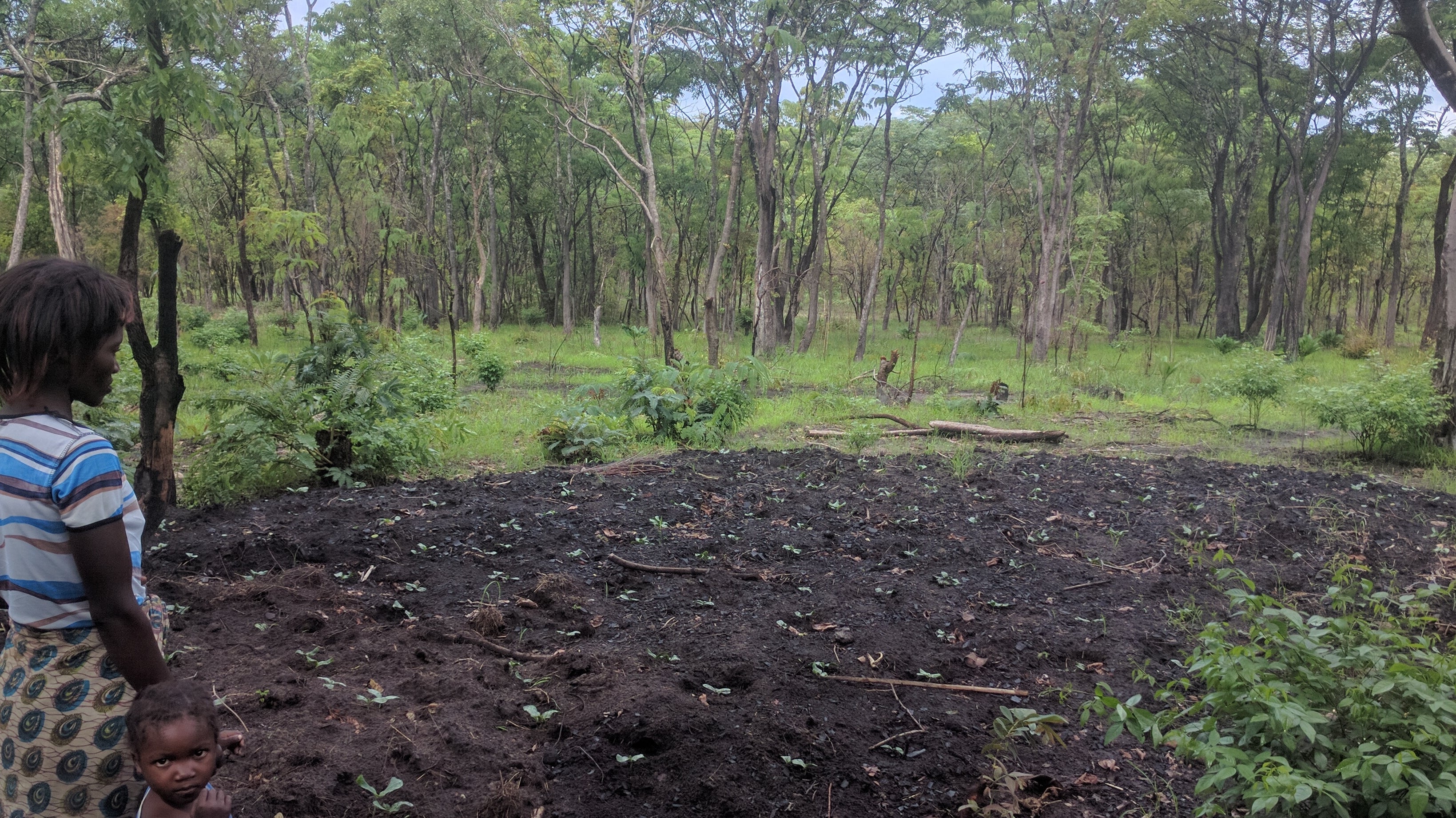 WeForest - Our Tree Planting Partner