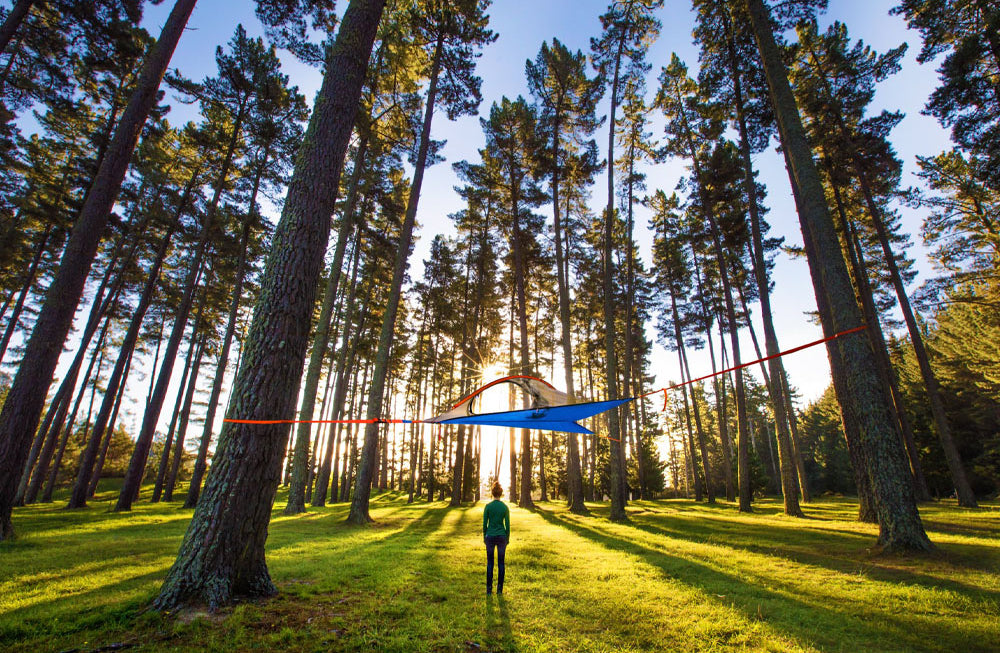 tree tent in forest (890633668)
