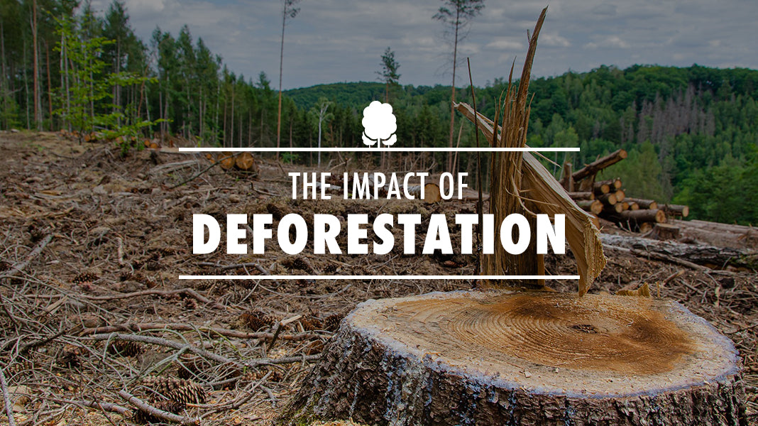 The Impact of Deforestation
