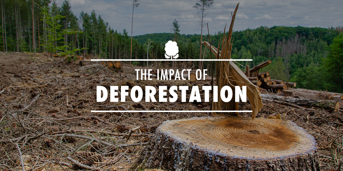 The Impact of Deforestation
