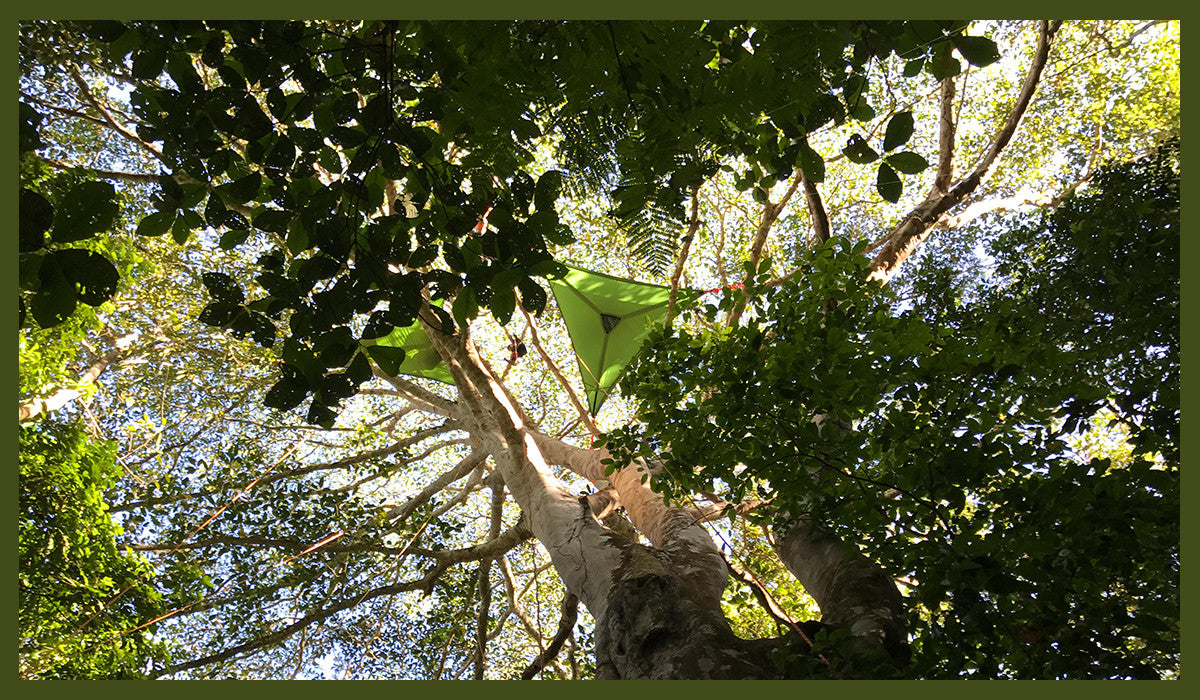 #BecomeOneOfTheMillion: International Day of Forests!