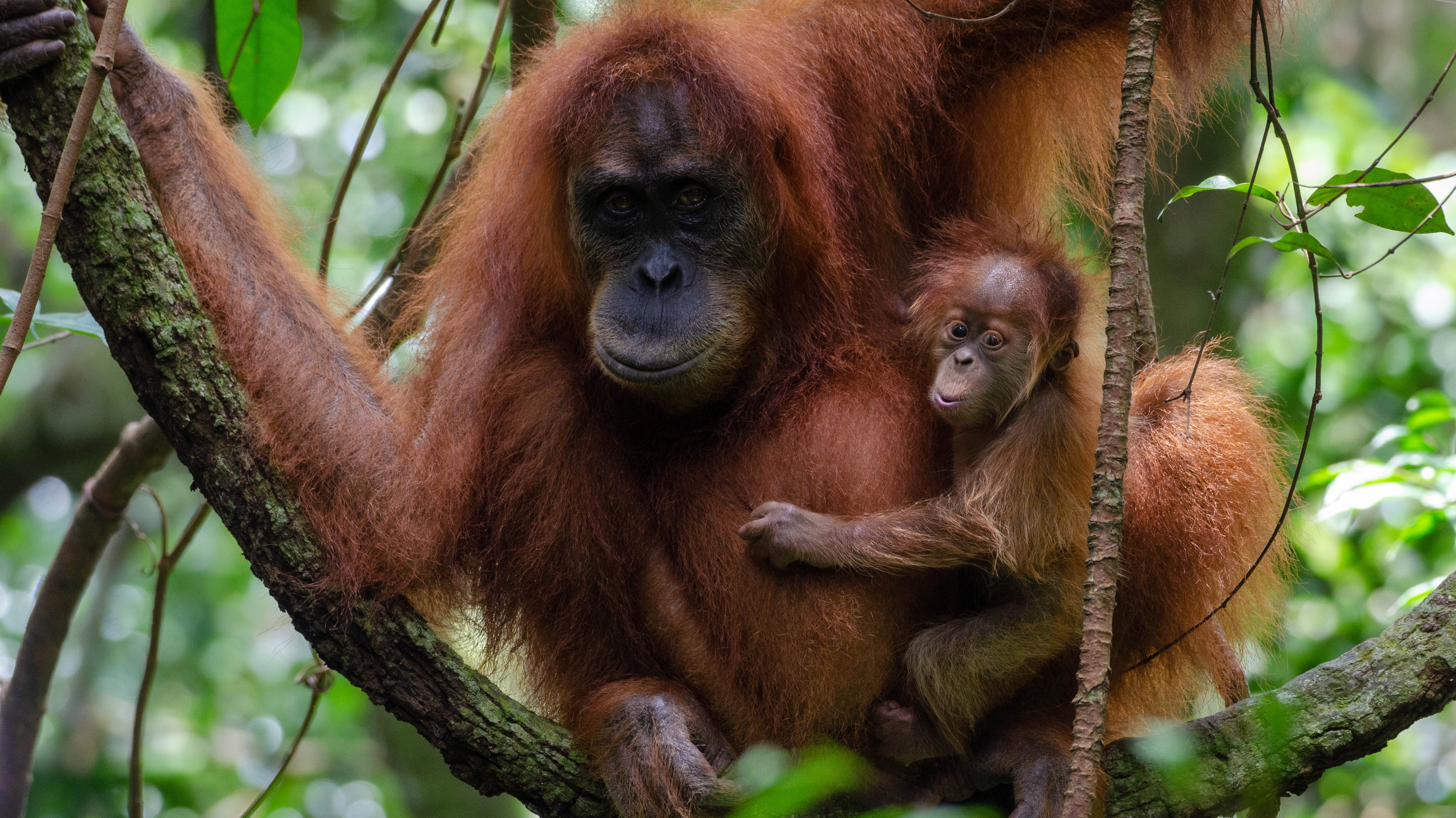 Sumatran Orangutan Society: Save Our Orangutans