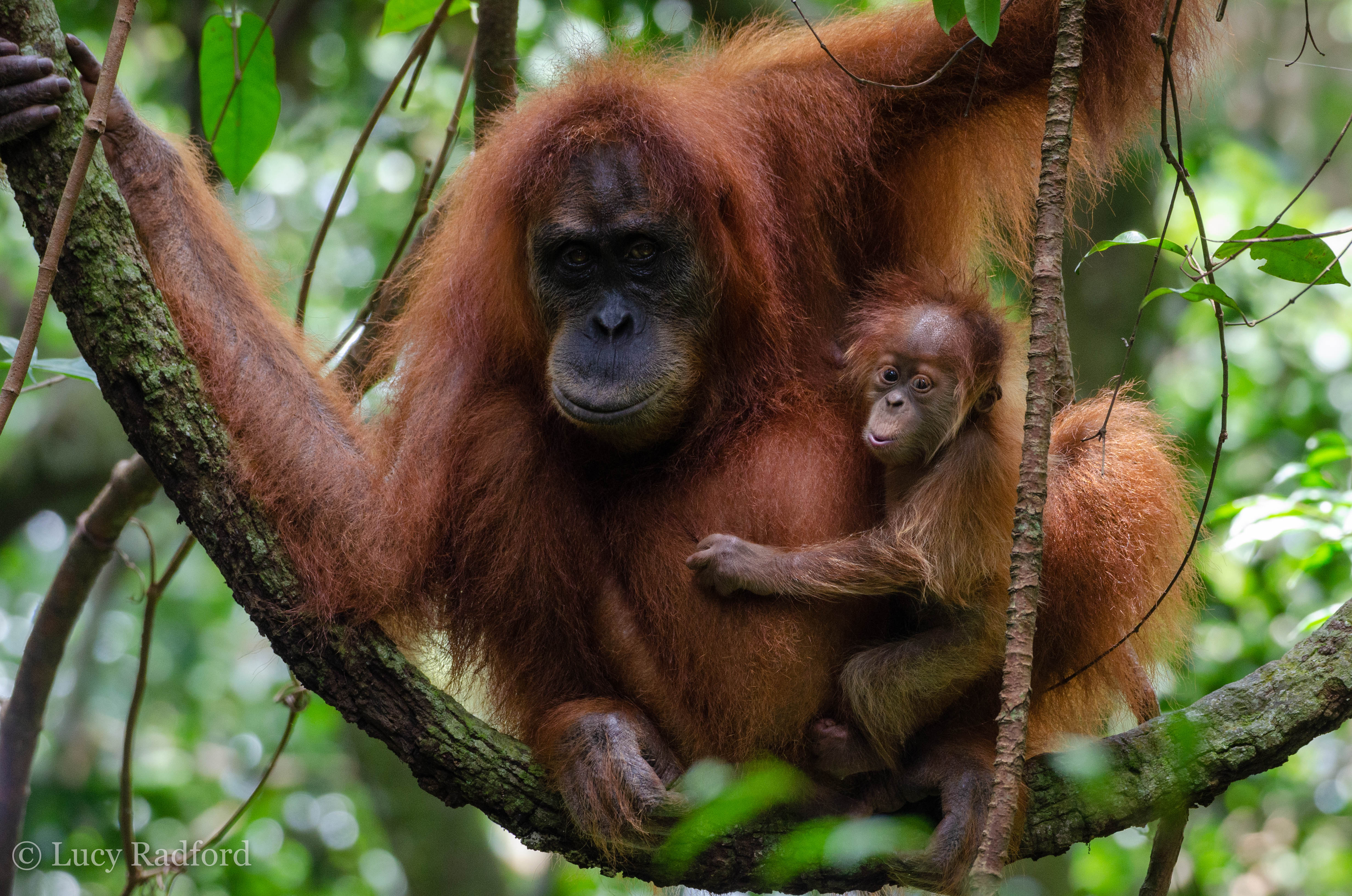 Sumatran Orangutan Society: Save Our Orangutans