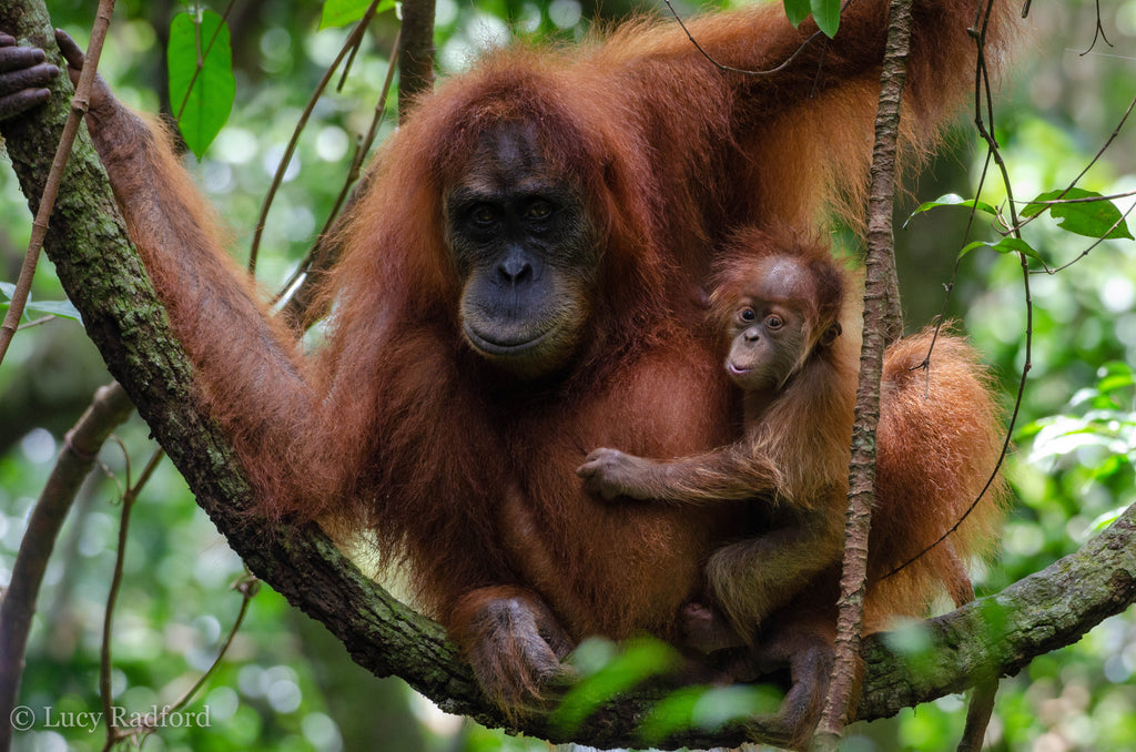 Sumatran Orangutan Society: Save Our Orangutans