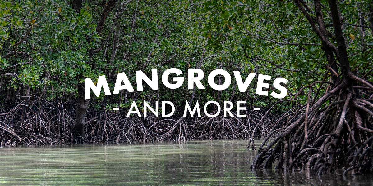 Mangroves and More