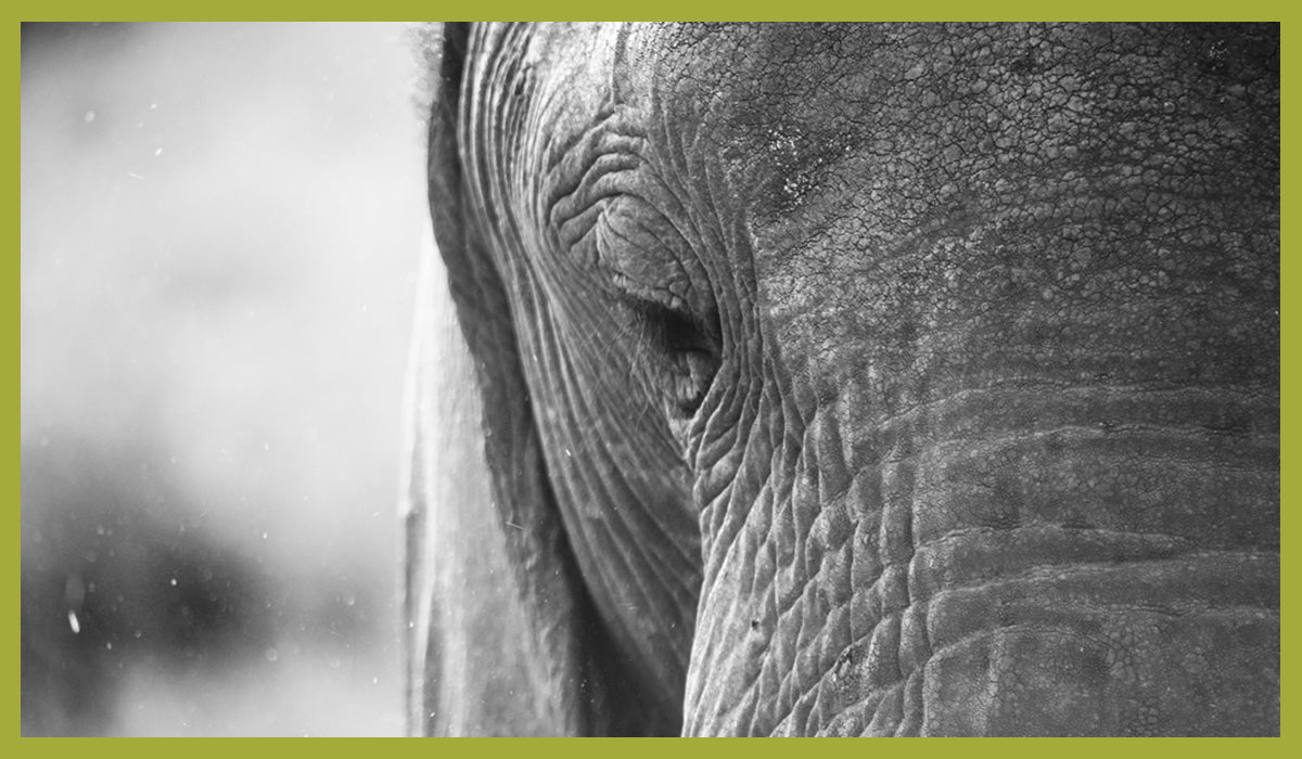 #EchoChamberDisruption: Conservation And The Aftermath Of Conflict In Mozambique