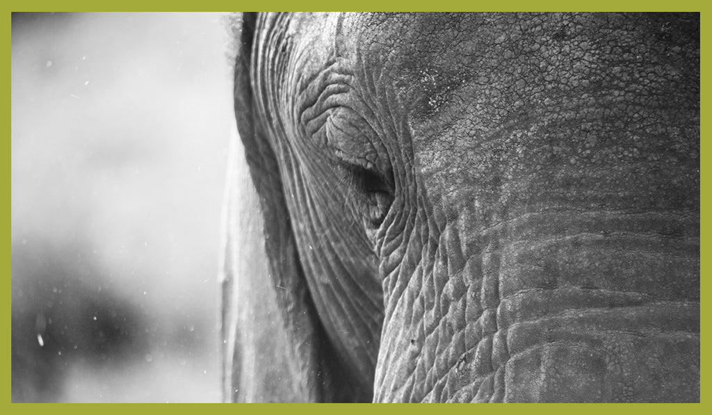 #EchoChamberDisruption: Conservation And The Aftermath Of Conflict In Mozambique