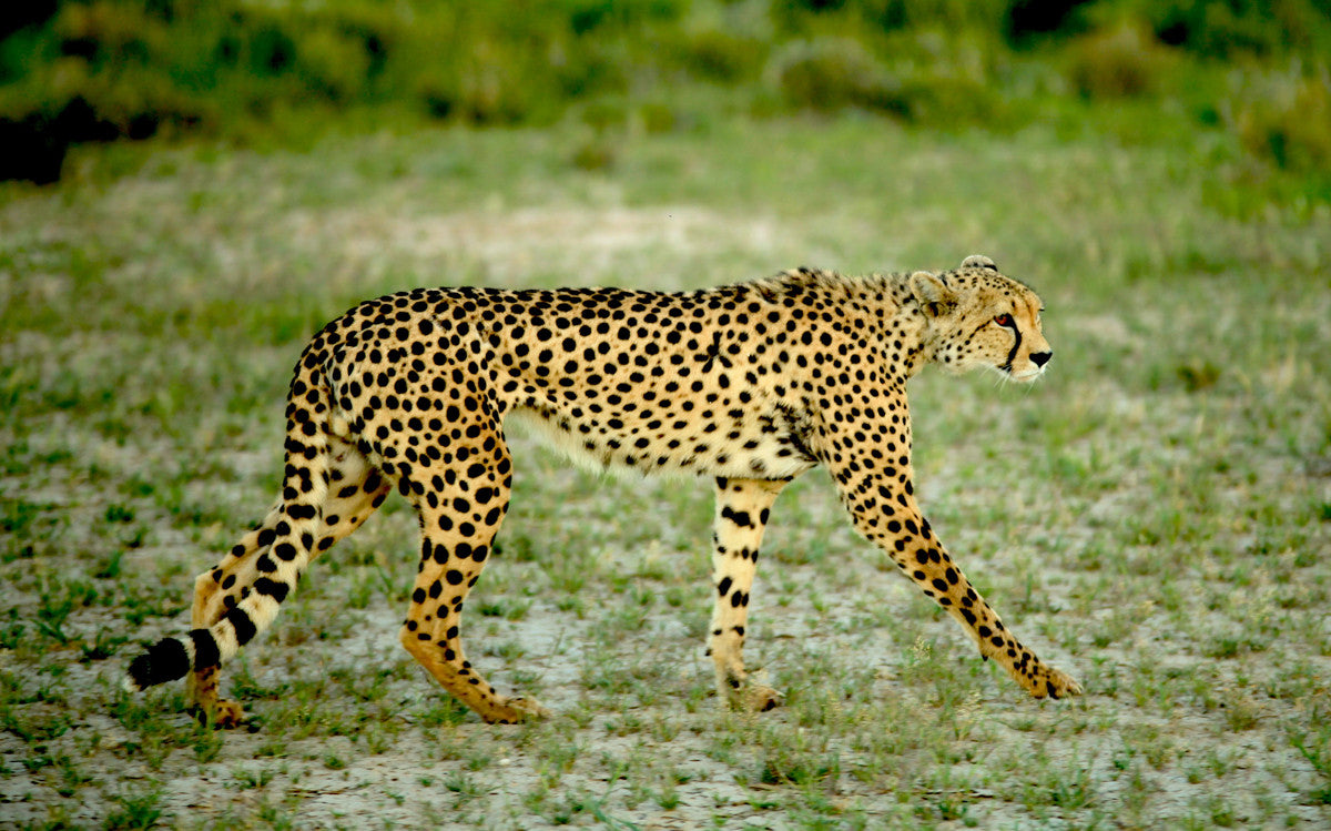 #EchoChamberDisruption: Solving conflicts in cheetah country (with a little help from man’s best friend)