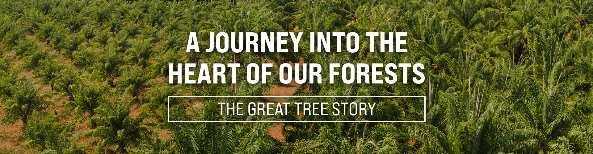 The Great Tree Story LIVE: A Journey into the Heart of Our Forests