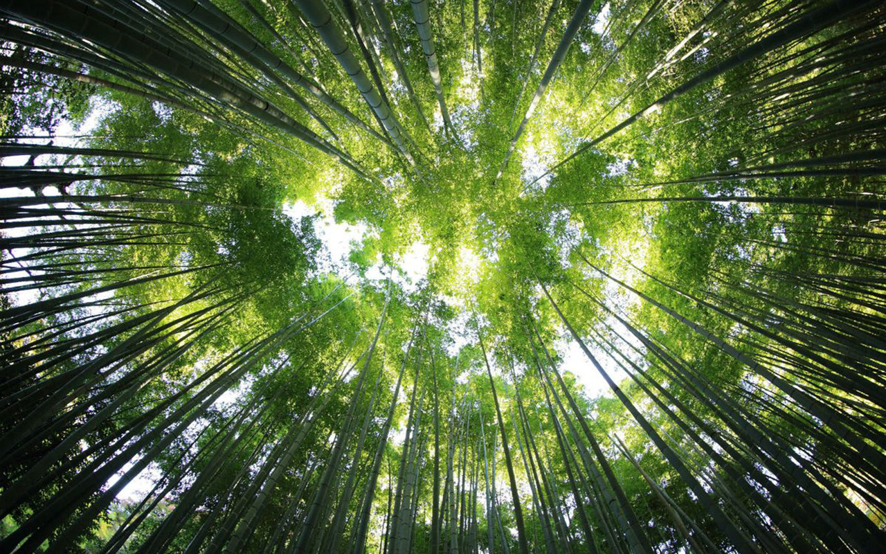 This TED Talk Will Give You A Whole New Perspective on Trees