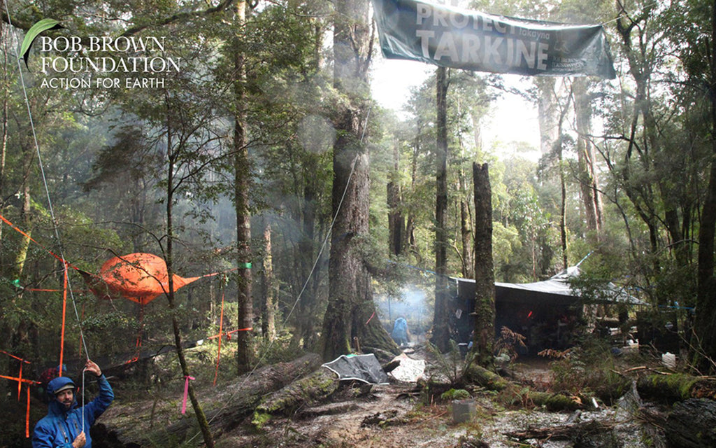 Tentsile Tree Tents' Activism in the Tasmanian Rainforest