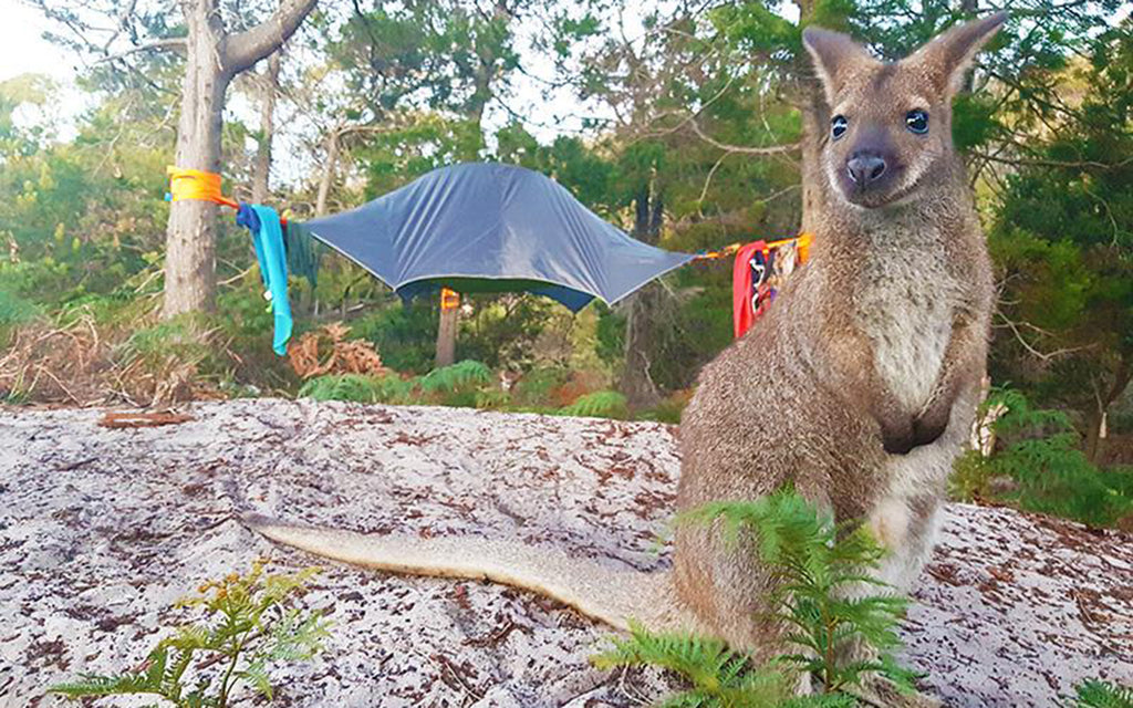 #TentsileAdventure: This Couple Went Wild In Tasmania with Tentsile Tree Tents