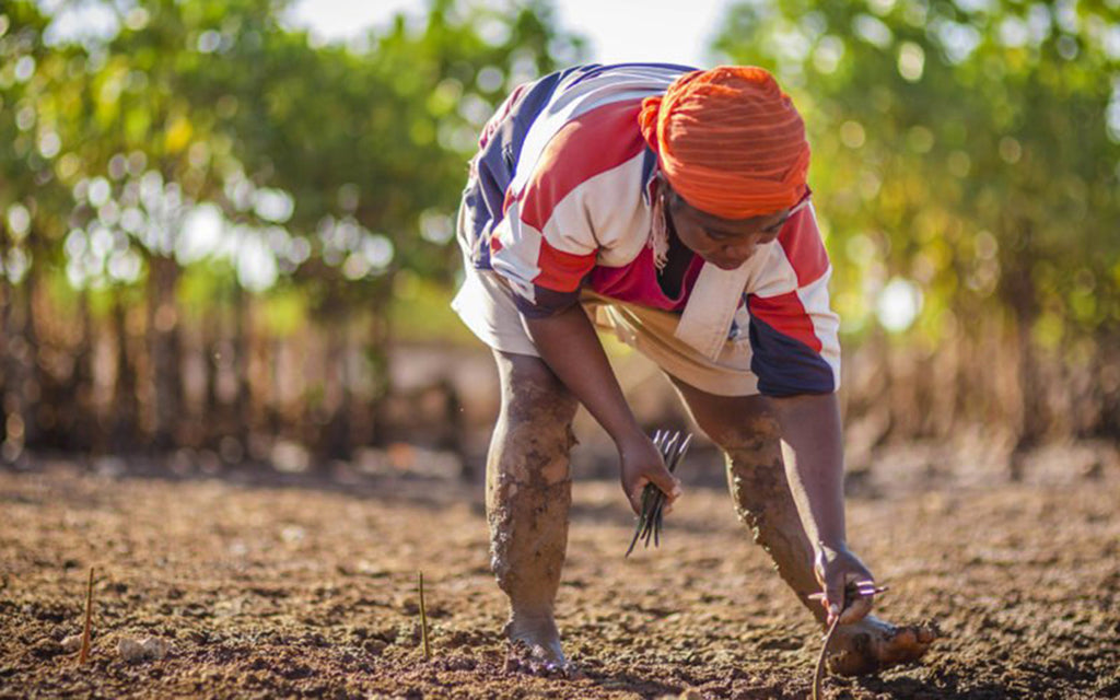 Sowing the Seeds of Change: How Eco-activism is Changing the World & What We're Doing to Help