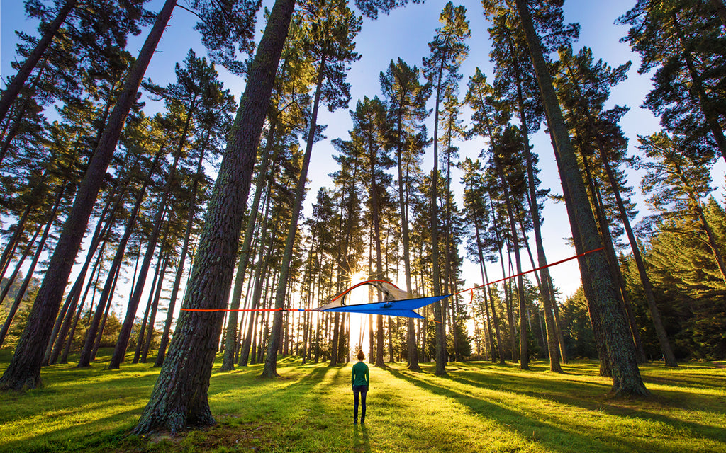 #BecomeOneOfTheMillion: Celebrating 165,000 Tentsile Trees Planted... So Far!