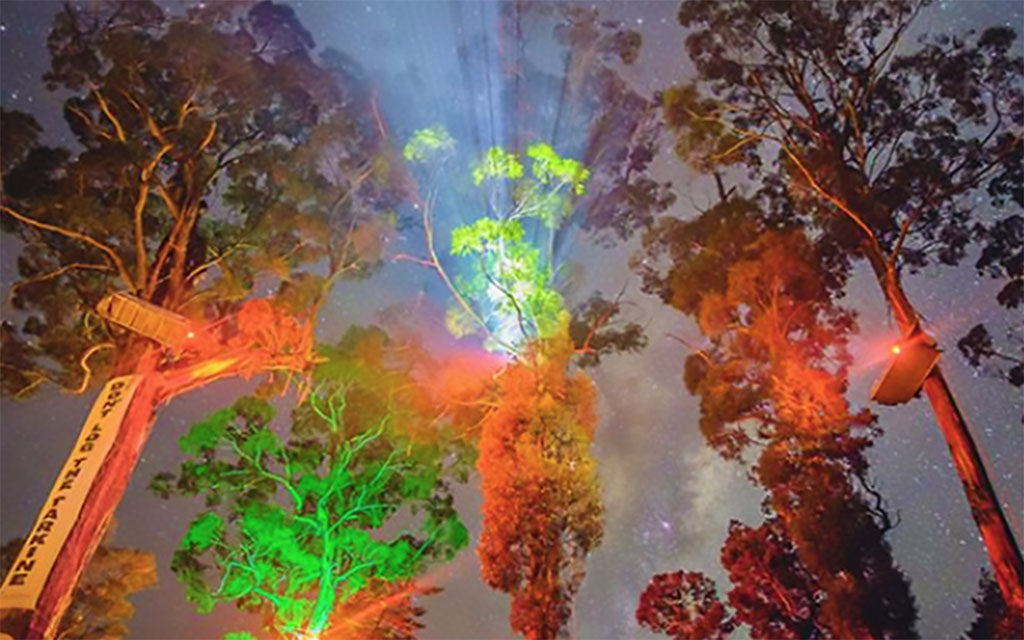 The Big Canopy Campout 2018: Join the Journey to the World's Tallest Rainforest!