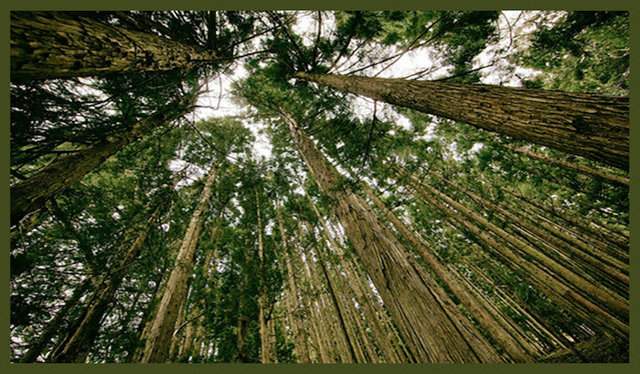 #BecomeOneOfTheMillion: USA Joins The Tree March