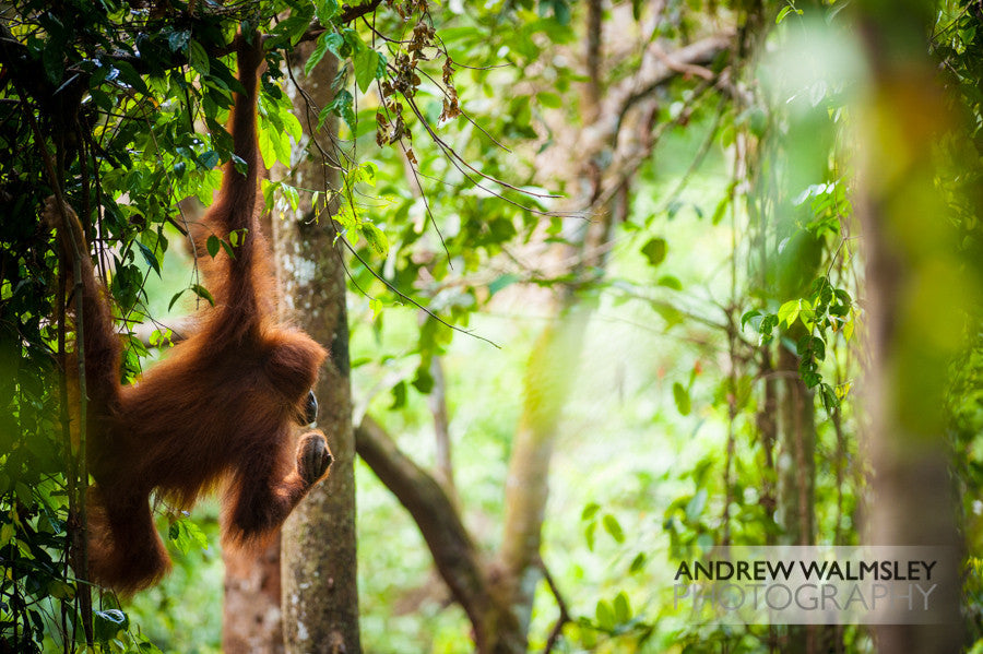 Talking about trees: deforestation in Sumatra.