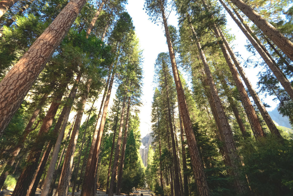 5 Awesome Careers for People Who Love Trees
