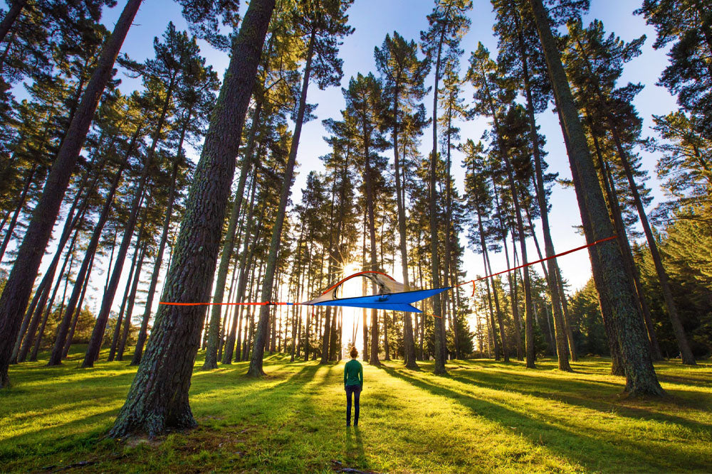 tree tent in forest (890633668)